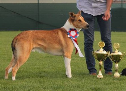 CH SK,KCHKŠ CH, J. CH SK, SK Puppy CH Mighty´s Spring Meadow Paz Pelleas